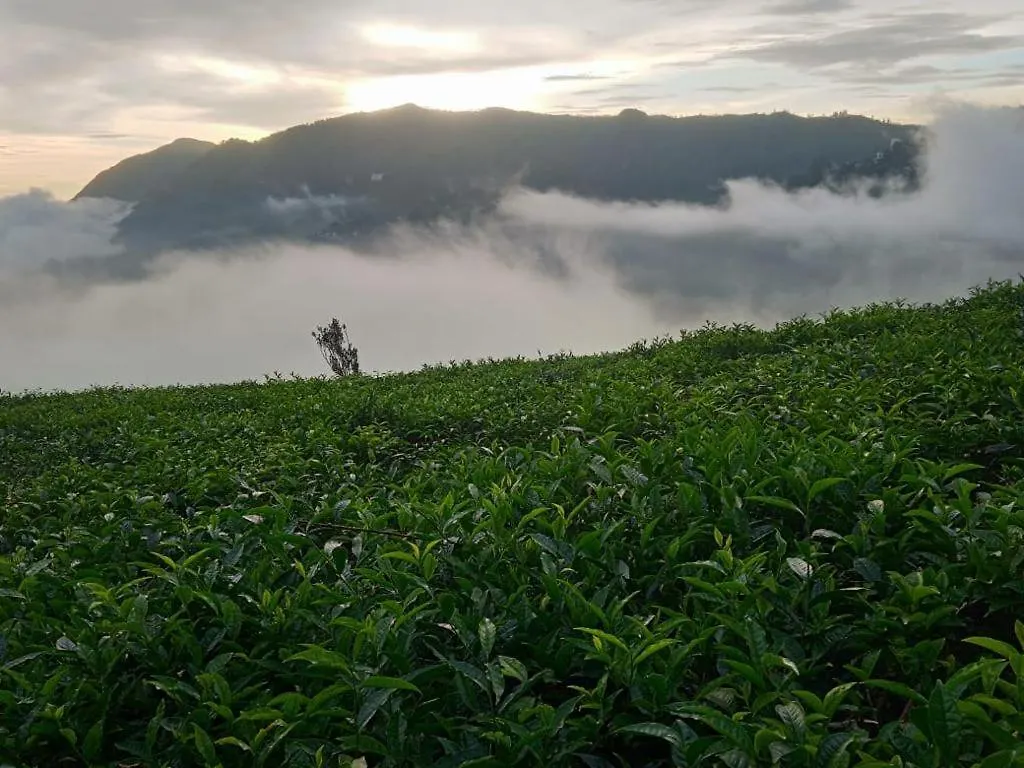 The Nirvana Resort Munnar